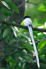Sri lankan long tailed bee-eater