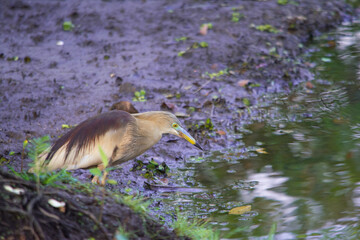 Crane - Bird of sri lanka