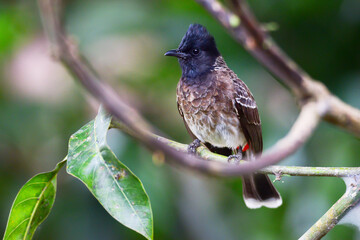Bulbul the beauty