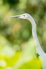 great white heron