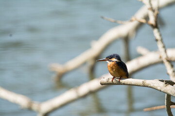 King fisher on a branch waiting for it's prey