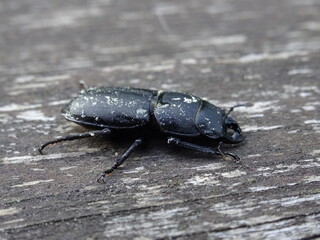 The lesser stag beetle (Dorcus parallelipipedus) on a old wooden table.