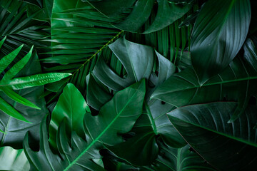 closeup nature view of green leaf and palms background. Flat lay, dark nature concept, tropical leaf