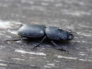 The lesser stag beetle (Dorcus parallelipipedus) on a old wooden table.