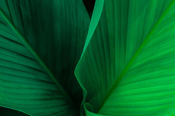 closeup nature view of green leaf on background and sunlight, fresh wallpaper banner concept
