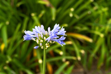nice violet flower in nature