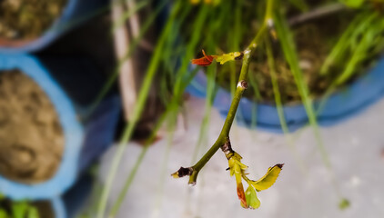 Green plant leaf
