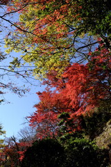 総本山 奈良 長谷寺 NARA Hasedera Temple