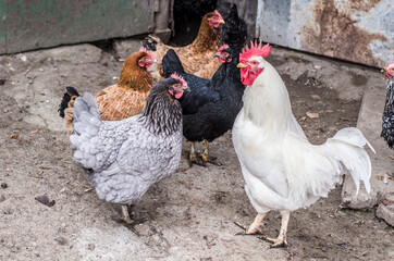 Chickens on a walk in the village.