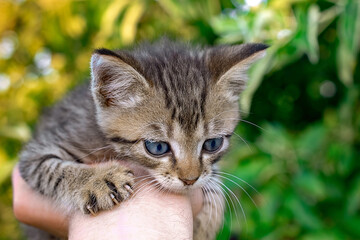 Small kitten in men hand