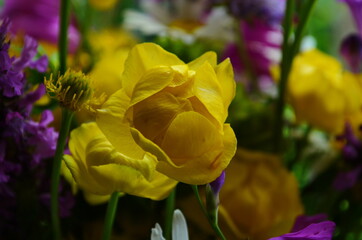 Close up of still life with bouquet of spring wild flowers. Mixed colorful wildflowers on natural background. Spring or summer floral backdrop.