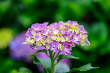 Fototapeta na wymiar Purple Hydrangea flower blooming in the garden, close up.