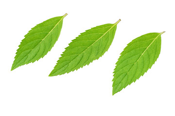 Naklejka na ściany i meble Three fresh green mint leaves isolated on white background.