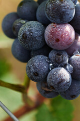 gros plan de grappe de raisin by Lola Moser