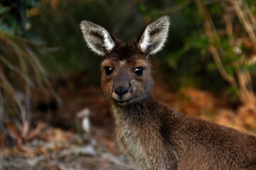 Naklejka na ściany i meble Close up with a Grey Kangaroo in Western Australia