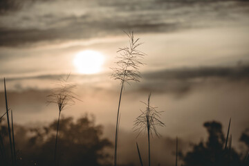 Fototapeta premium The beauty of nature and grass