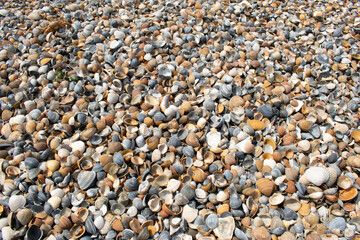 Seashells and clams on coastal sands