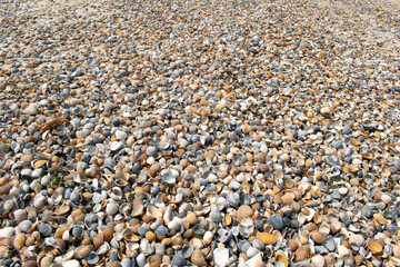Seashells and clams on coastal sands