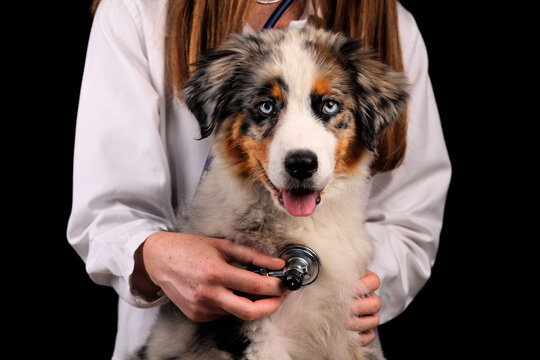 Veterinarian doctor is making a check up of a australian shepherd dog with stethoscope