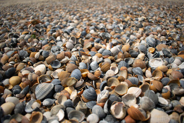 Seashells and clams on coastal sands