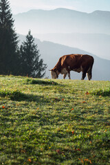 Naklejka premium italian cows on a pasture