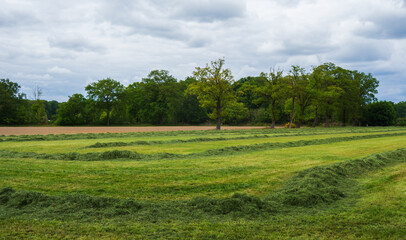 Rural landscape with drying hay near Almelo, Netherlands
