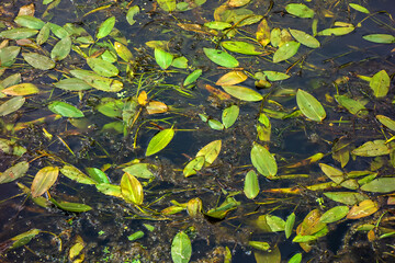 Close up of broad-leaved pondweed (Potamogeton natans)
