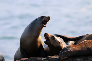 California sea lions in La Jolla, CA