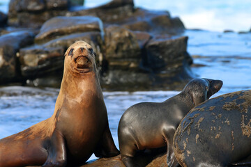 California sea lions in La Jolla, CA