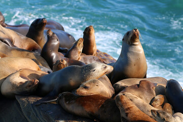 California sea lions in La Jolla, CA