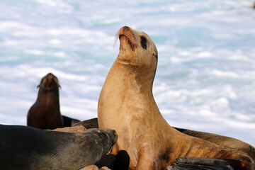 Obraz premium California sea lions in La Jolla, CA