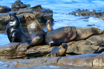 Fototapeta premium California sea lions in La Jolla, CA