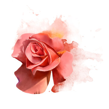 Luxurious, beautiful and delicate rose close-up with sketch elements. Abstract watercolor drawing of a rose