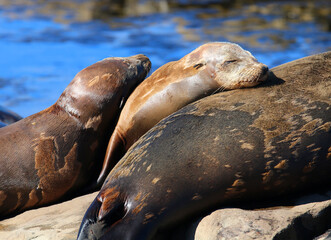 Fototapeta premium California sea lions in La Jolla, CA