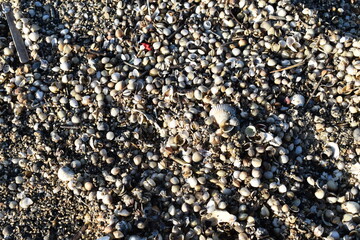 Muscheln am Strand von Duhnen