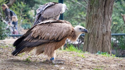 Vautour, zoo de Vincennes, Paris 
