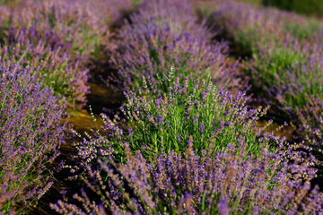 Shrub of violet lavender, blurred background