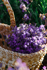 Bouquet of violet lavender in the wicker basket