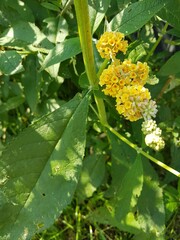 yellow flowers in the park