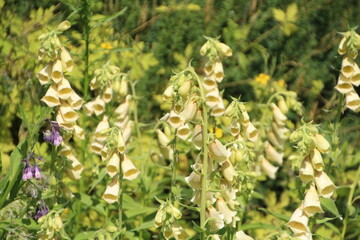 Foxgloves In Bloom, U of A Botanic Gardens, Devon, Alberta