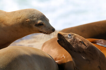 California sea lions in La Jolla, CA