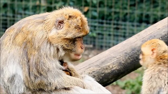 barbary macaque mother and baby, zoom in
