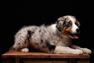 Cute Australian Shepherd blue merle dog lying down