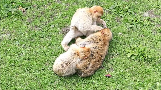 barbary macaque taking care of each other 
