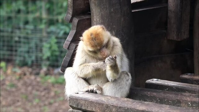 Barbary Macaque in a wildlife zoo
