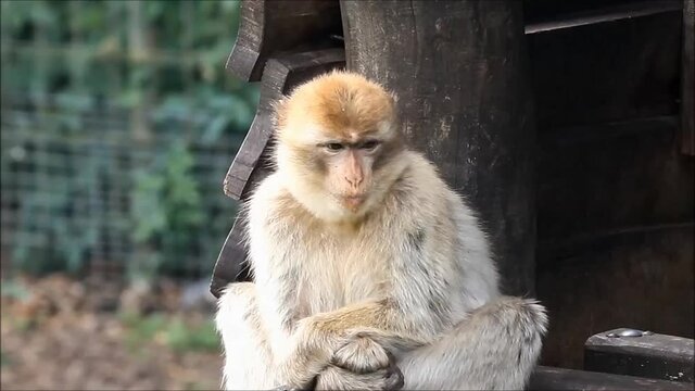 Barbary Macaque looking, zoom in
