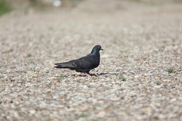 pigeon on the beach