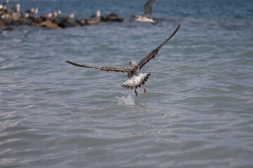 Fototapeta premium seagull on the beach