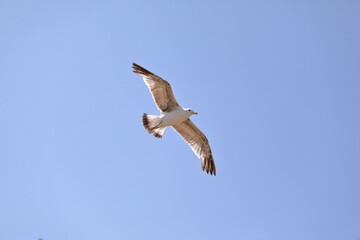 seagull flying in the sky