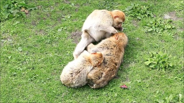 barbary macaque taking care of each other 
